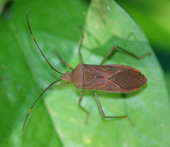 Paradasynus longirostris