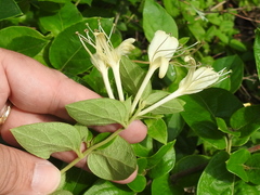 Lonicera japonica
