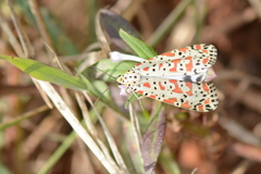 Utetheisa lotrix lotrix