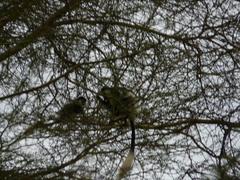 Colobus guereza matschiei