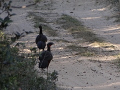 Penelope ochrogaster