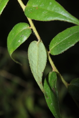 Themistoclesia dependens
