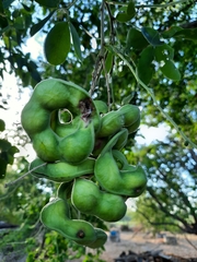 Pithecellobium dulce