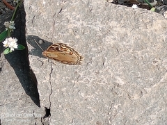 Junonia lemonias