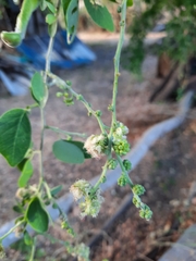 Pithecellobium dulce