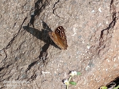 Junonia lemonias