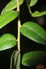 Themistoclesia dependens
