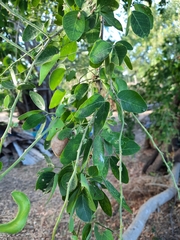 Pithecellobium dulce