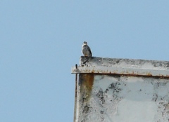 Falco sparverius