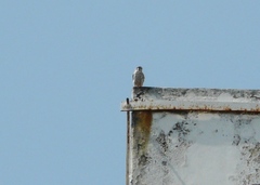Falco sparverius