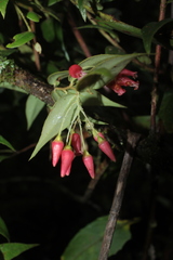 Themistoclesia dependens