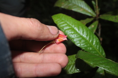 Themistoclesia dependens