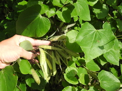 Cercis canadensis