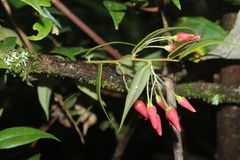 Themistoclesia dependens