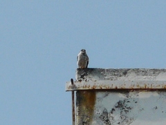 Falco sparverius
