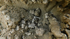 Singularia alternaria