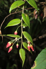 Themistoclesia dependens