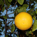 Citrus × paradisi - Photo (c) Vicky Sedgwick, μερικά δικαιώματα διατηρούνται (CC BY-NC-SA)