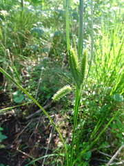 Carex pseudocyperus