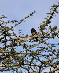 Melaniparus albiventris