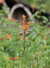 Drepanorhynchus reichenowi