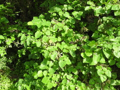 Cercis canadensis