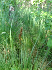 Carex appropinquata