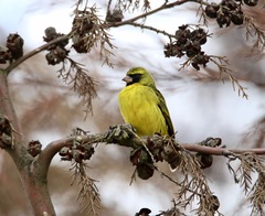 Crithagra citrinelloides