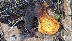 Fistulina endoxantha