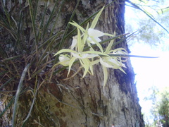 Brassavola tuberculata