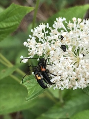 Typocerus lunulatus