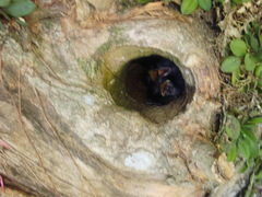 Myiodynastes maculatus