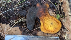 Fistulina endoxantha