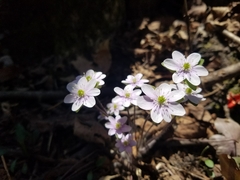 Hepatica americana