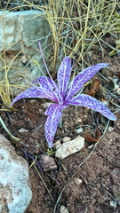 Colchicum variegatum