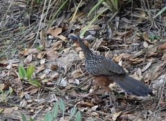 Penelope ochrogaster