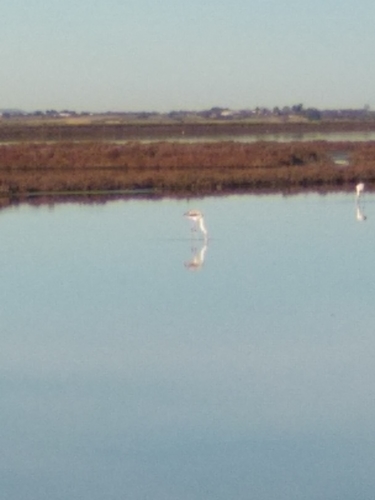 Flamant rose, jeune