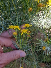 Euryops floribundus