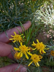 Euryops floribundus