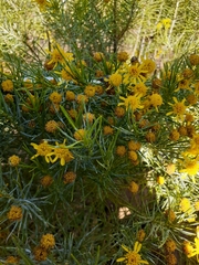 Euryops floribundus