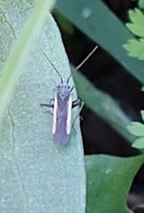 Dimorphocoris