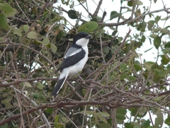 Lanius dorsalis