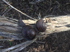 Helminthoglypta walkeriana