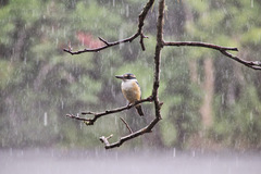 Todiramphus sacer
