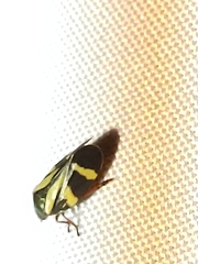 Acanthodeois