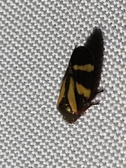 Acanthodeois