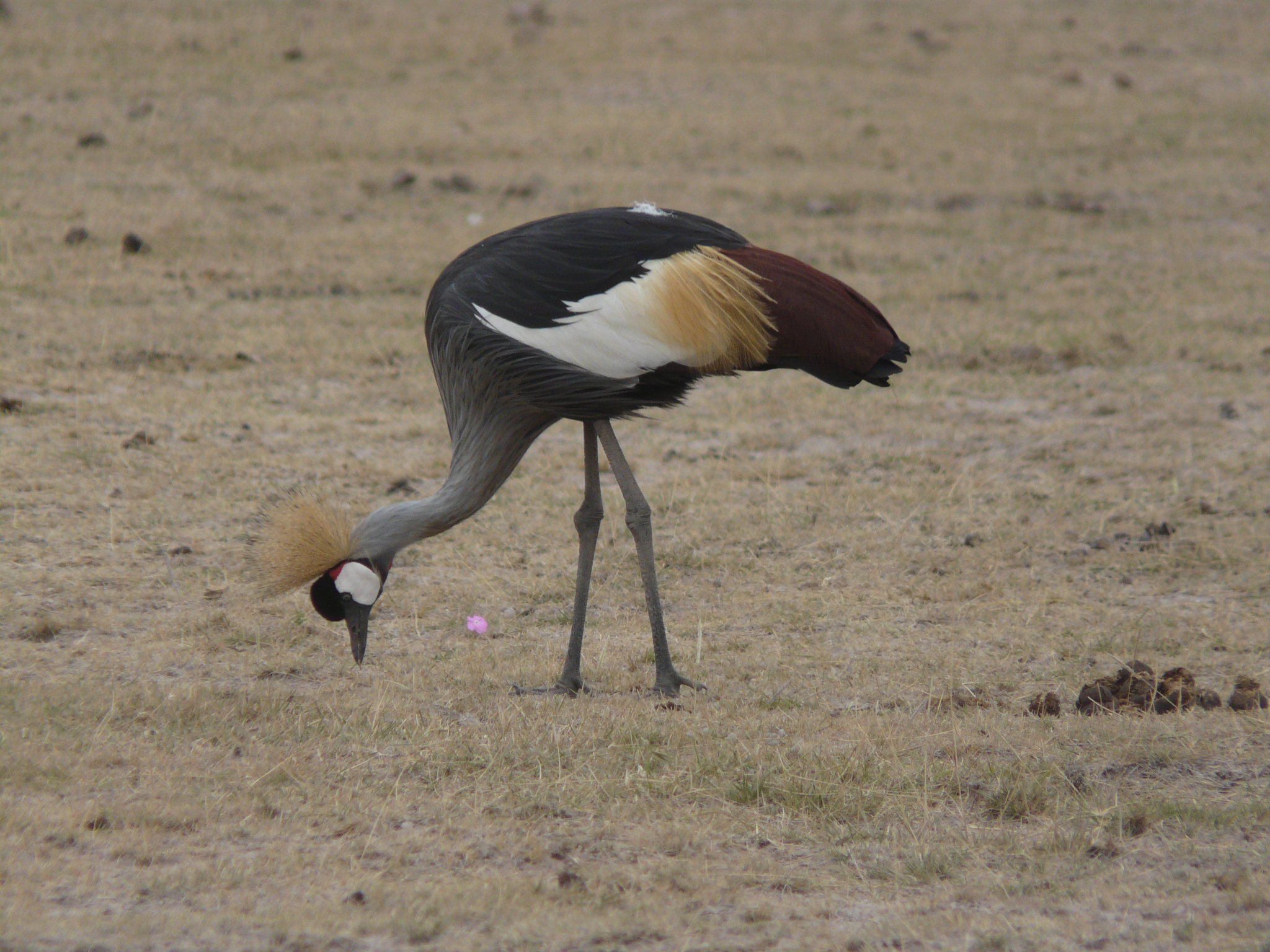 Grey Crowned Crane