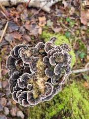 Trametes versicolor