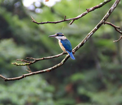 Todiramphus sacer