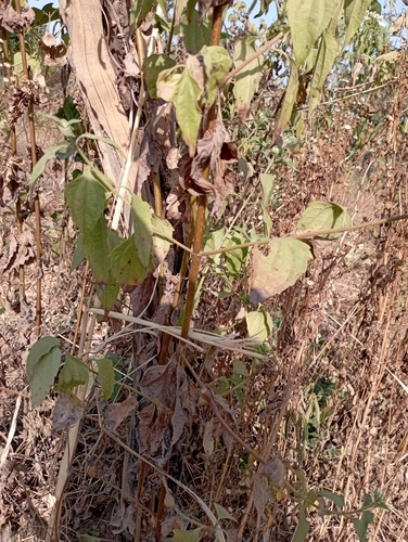 Chromolaena odorata image